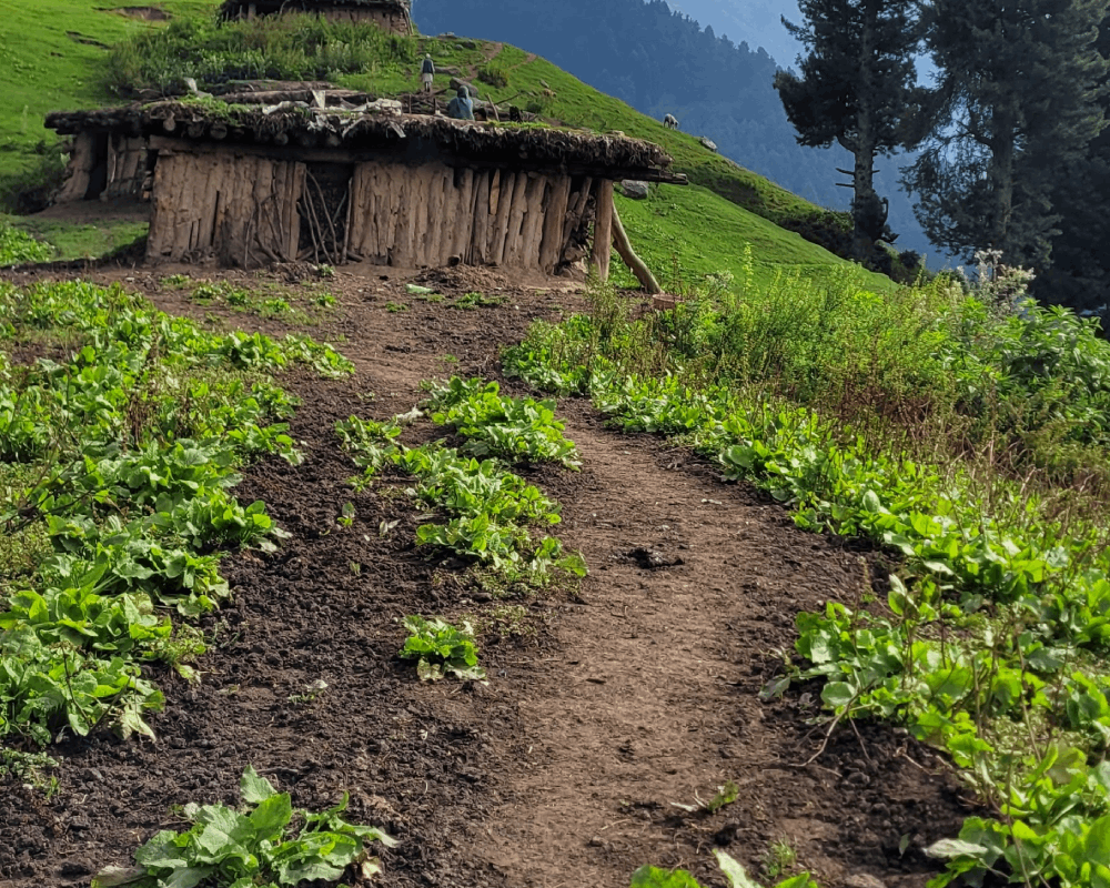 Gulmarg trekking route